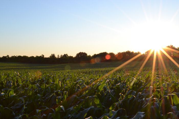 Photo of corn by Jake Gard on Unsplash