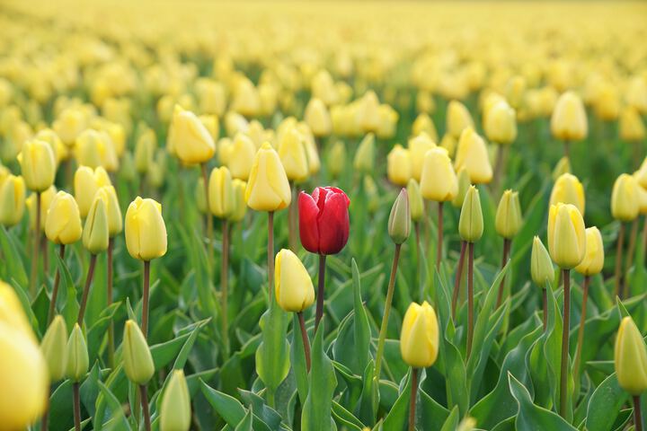 Photo of a single red tulip among a field of yellow tulips